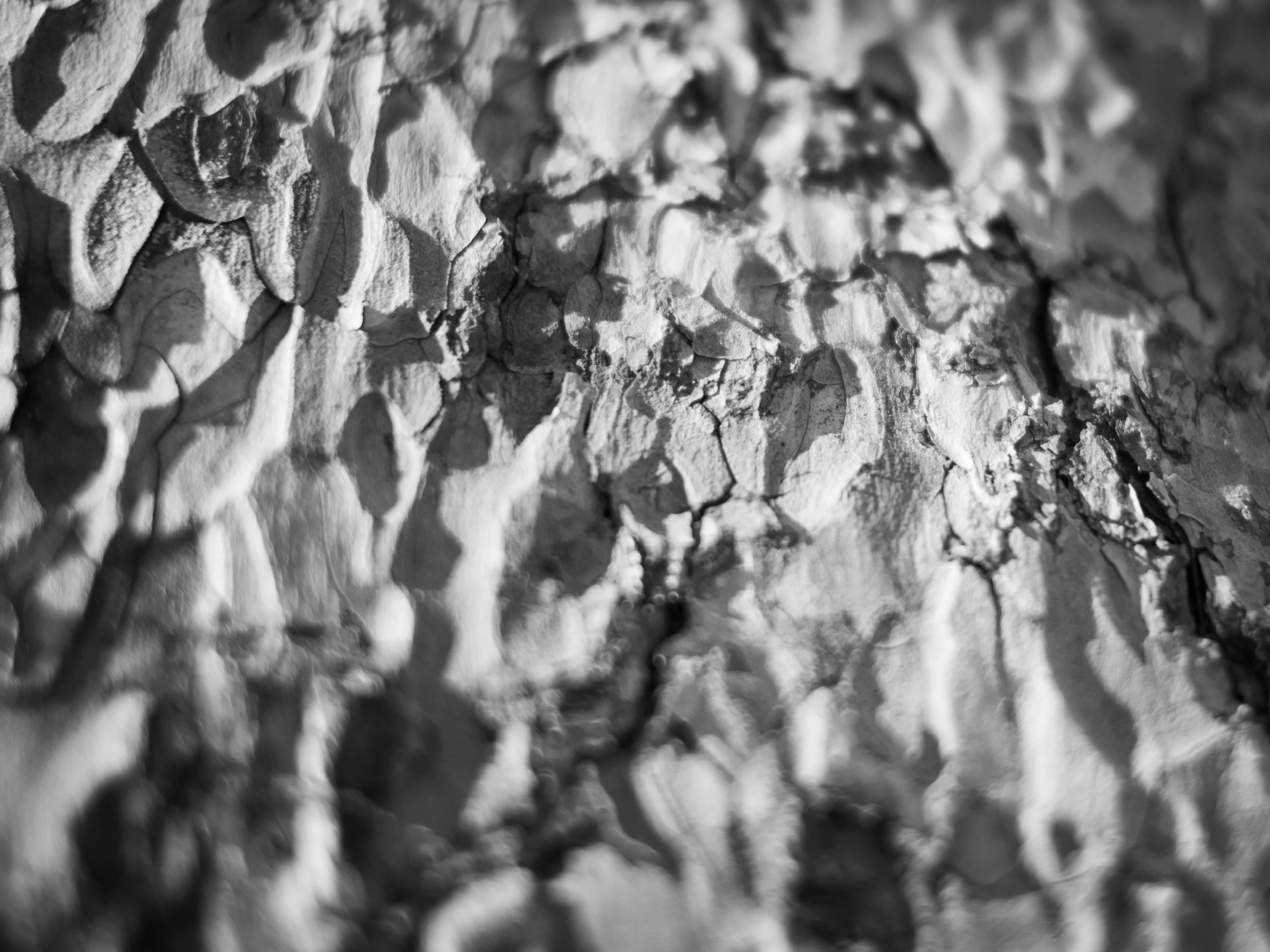 scarfone-striated-6.jpg