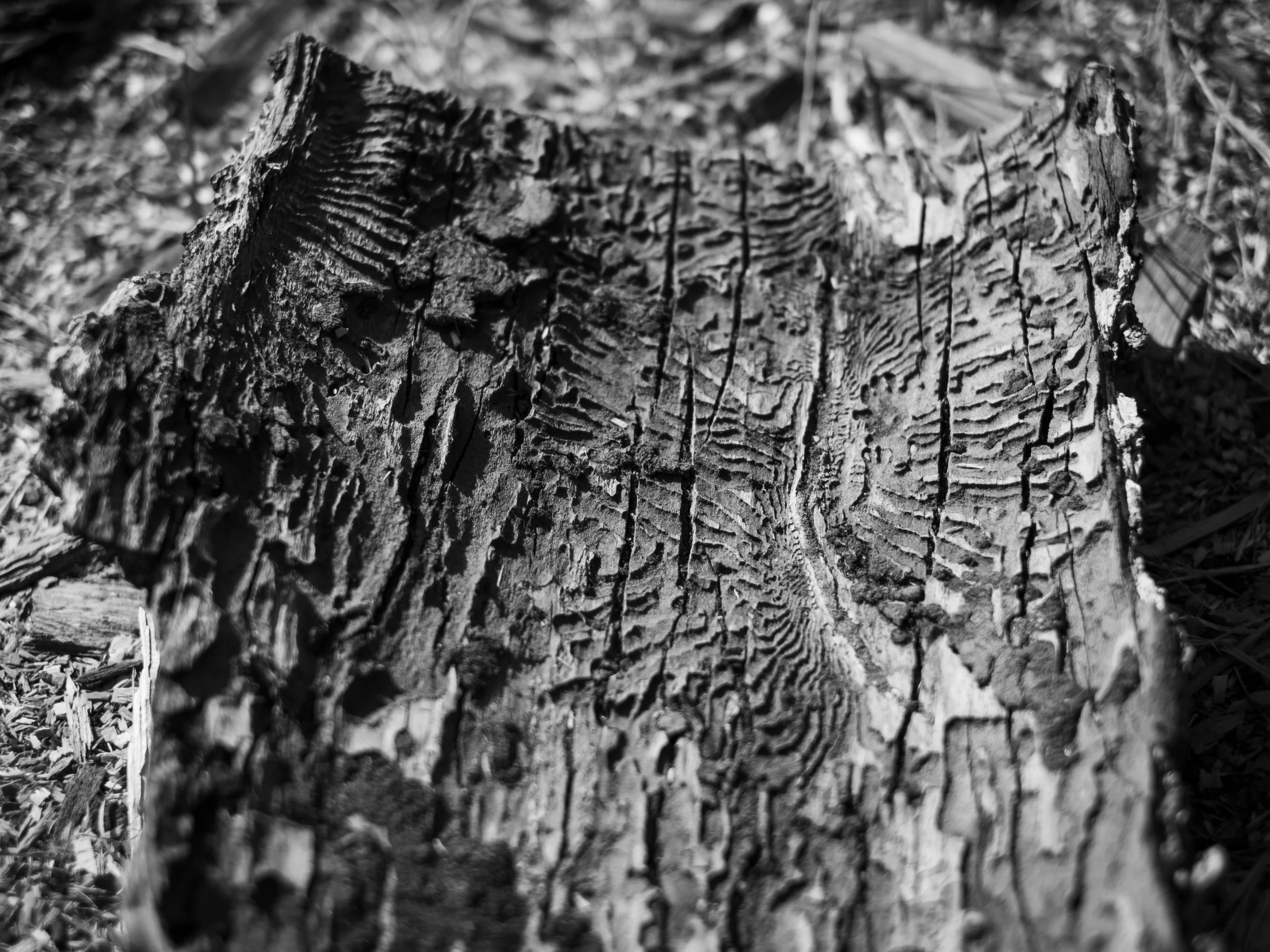 scarfone-striated-9.jpg