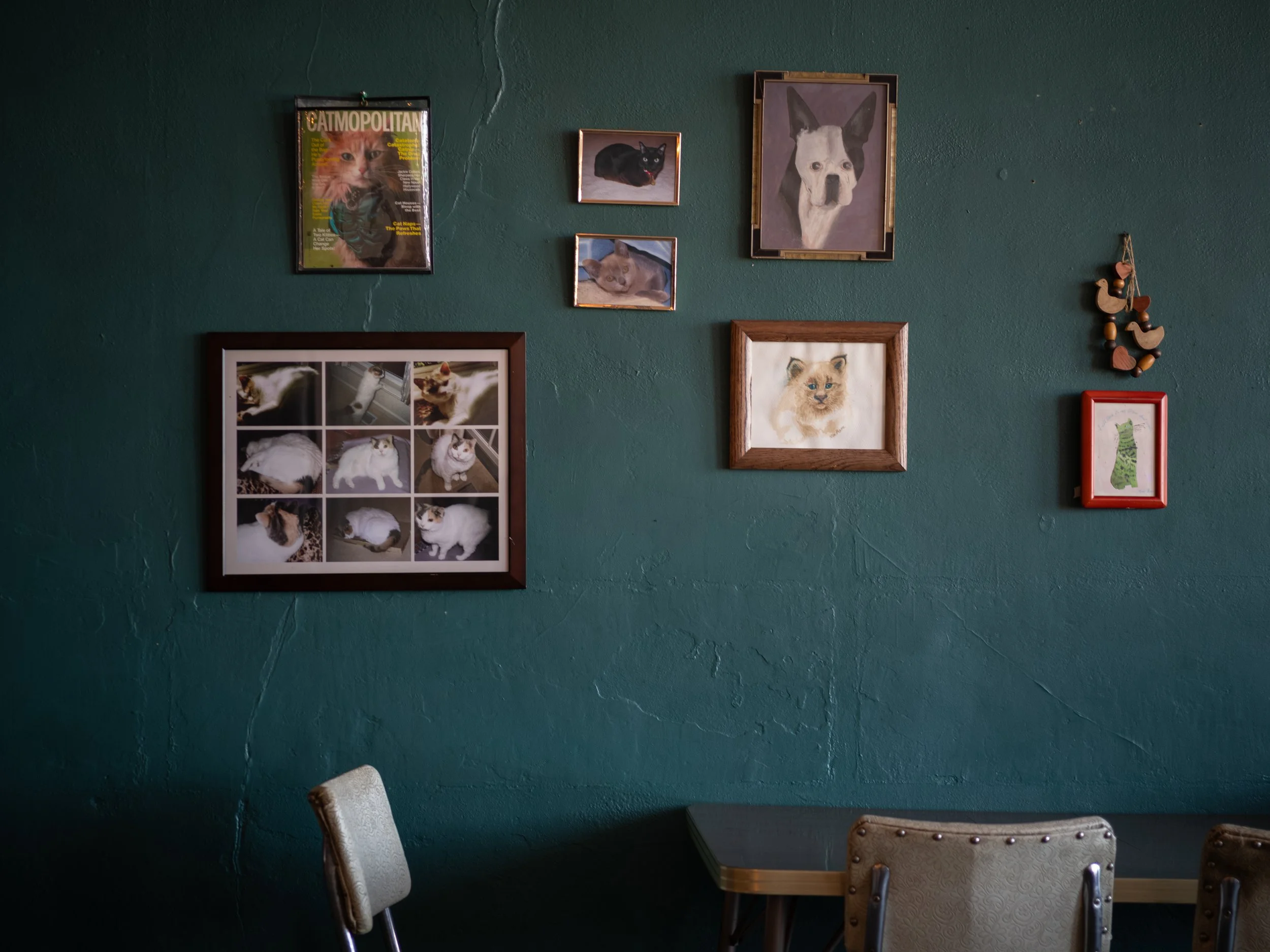 scarfone-wall-of-cats.jpg