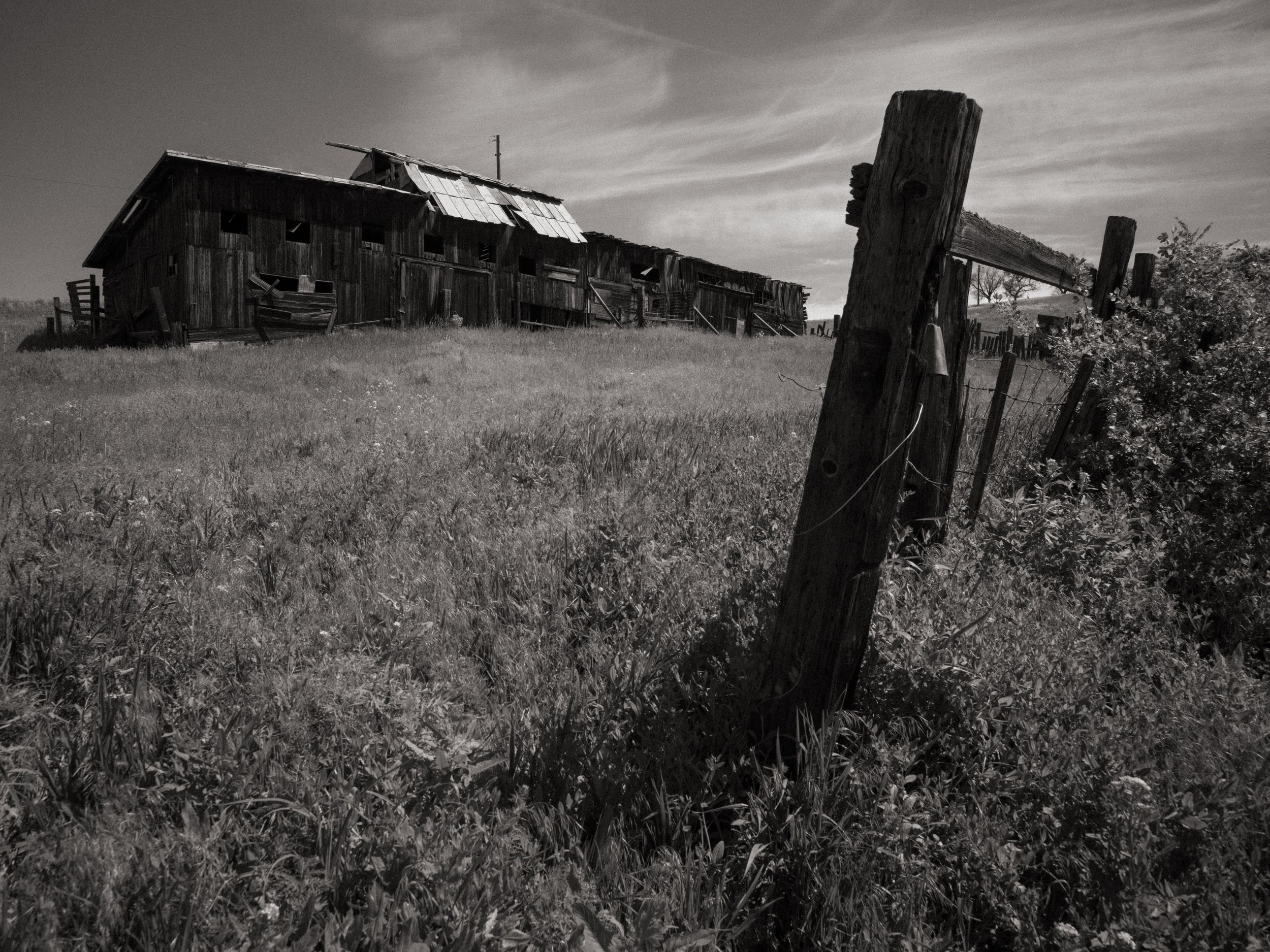 scarfone-mr-barn-2.jpg