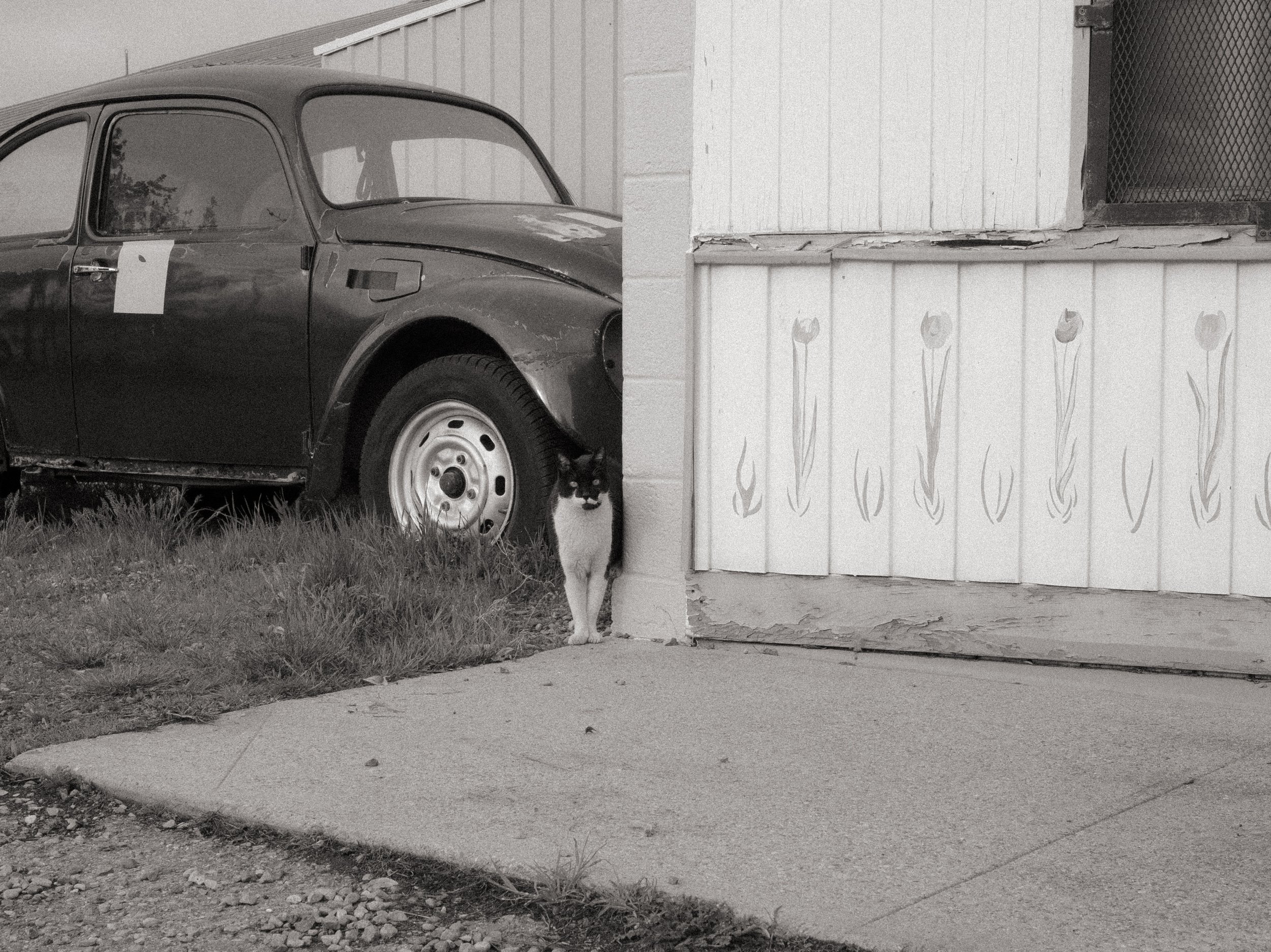 scarfone-vw-cat.jpg