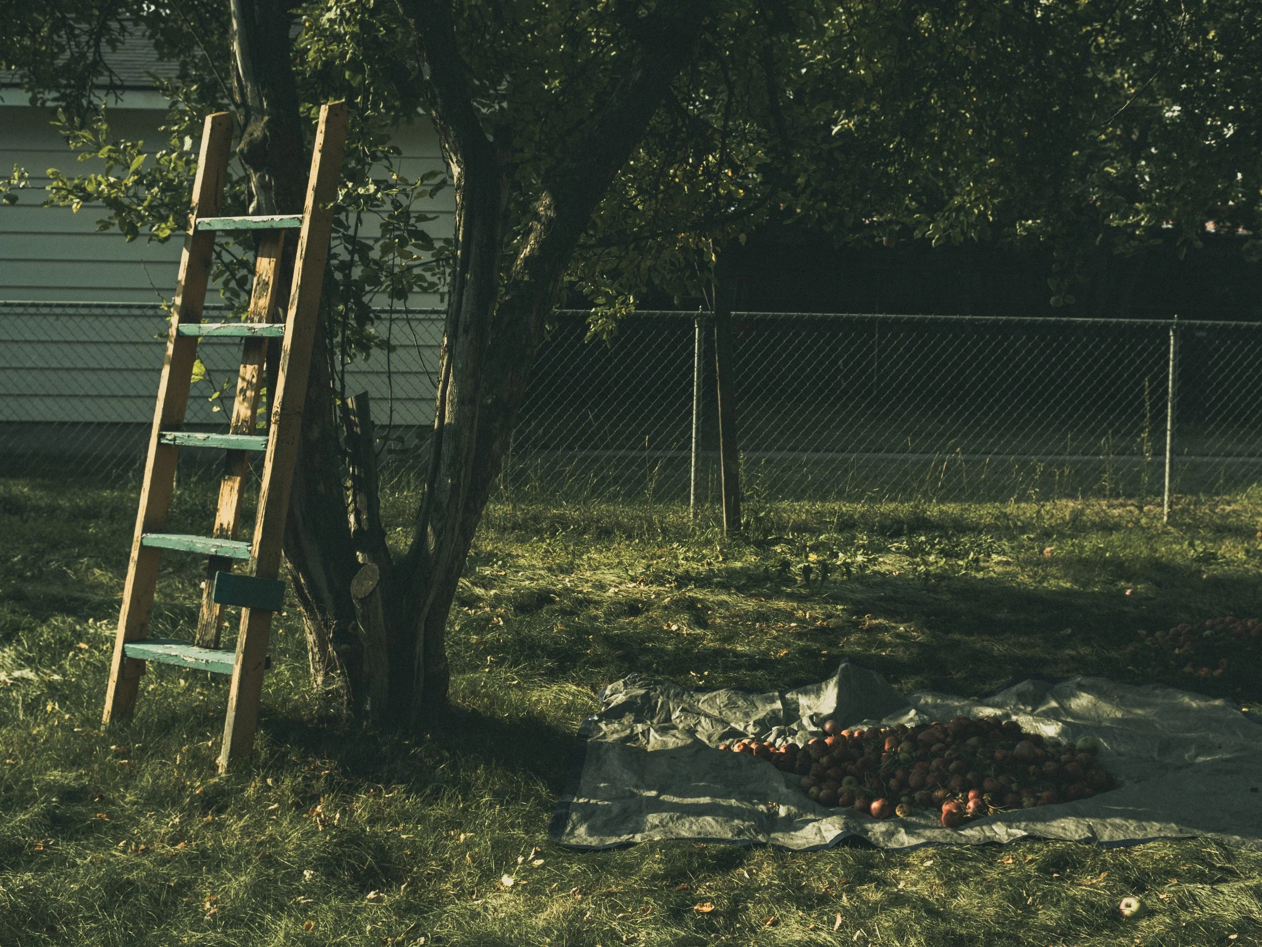 scarfone-picking-apples.jpg