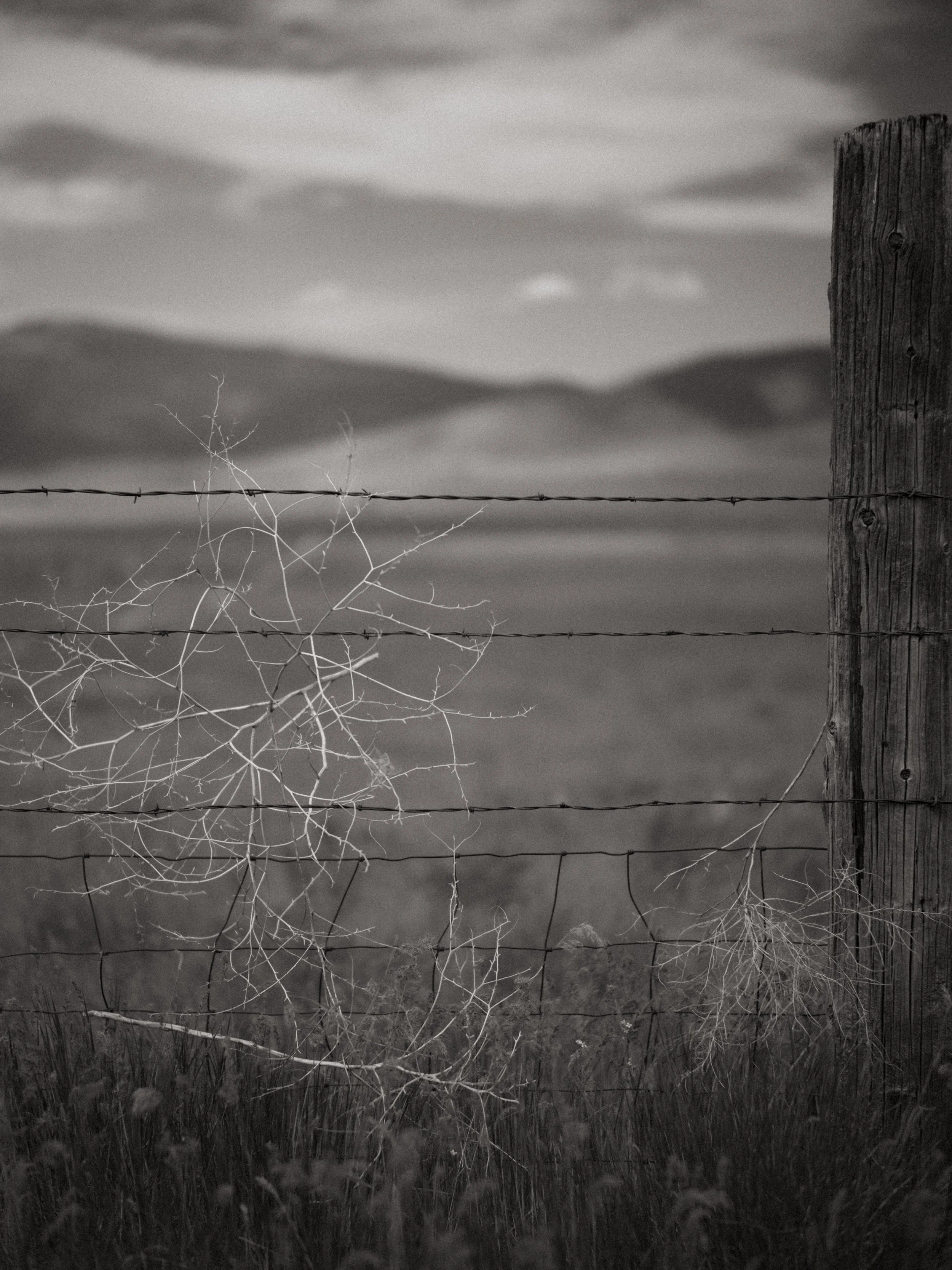 scarfone-prairie-tumble-weeds.jpg
