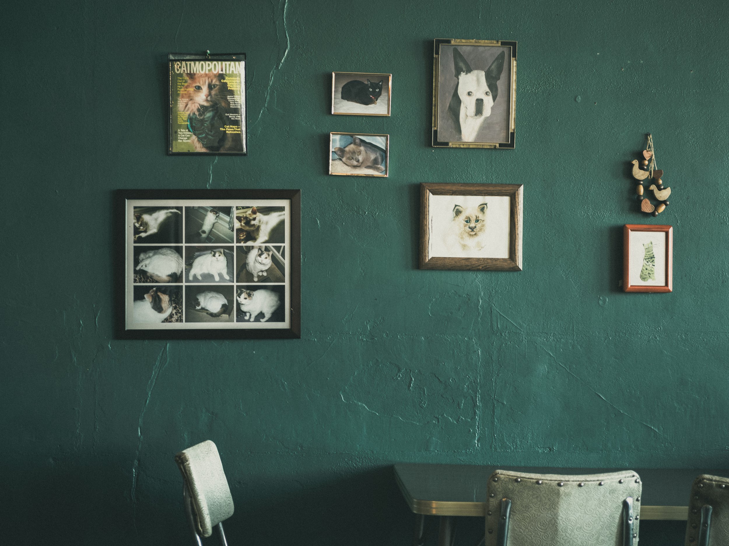 scarfone-wall-of-cats.jpg