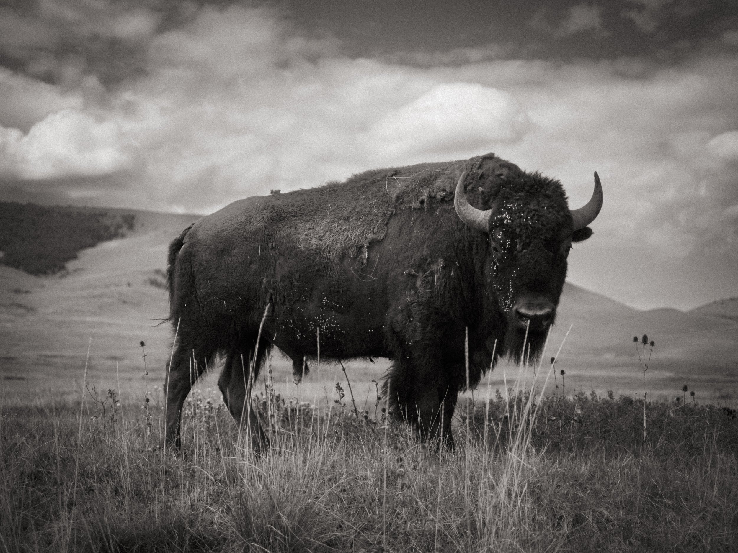 scarfone-buffalo-center.jpg