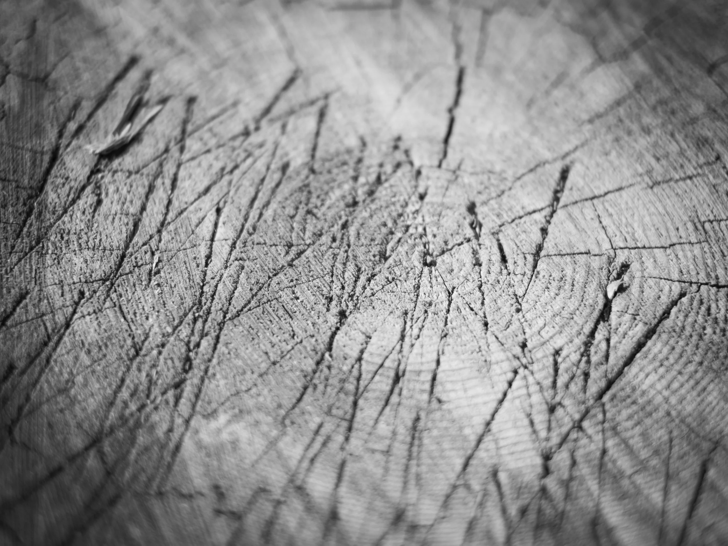 scarfone-striated-8.jpg
