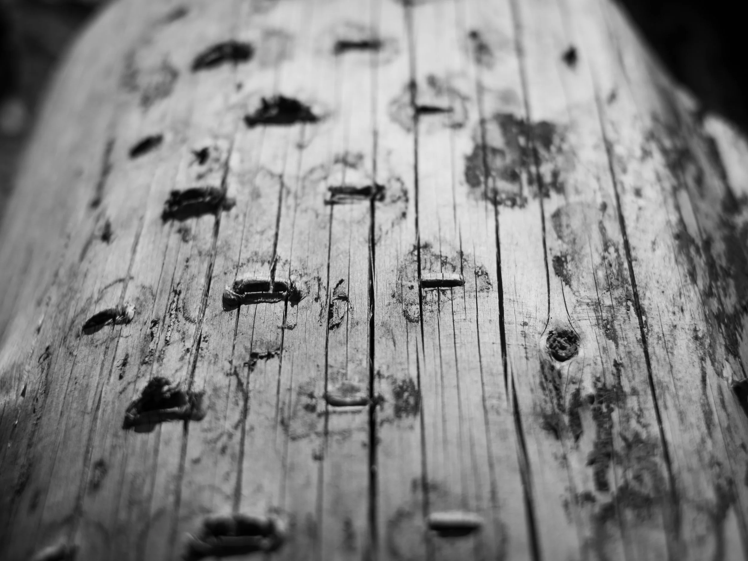 scarfone-striated-7.jpg