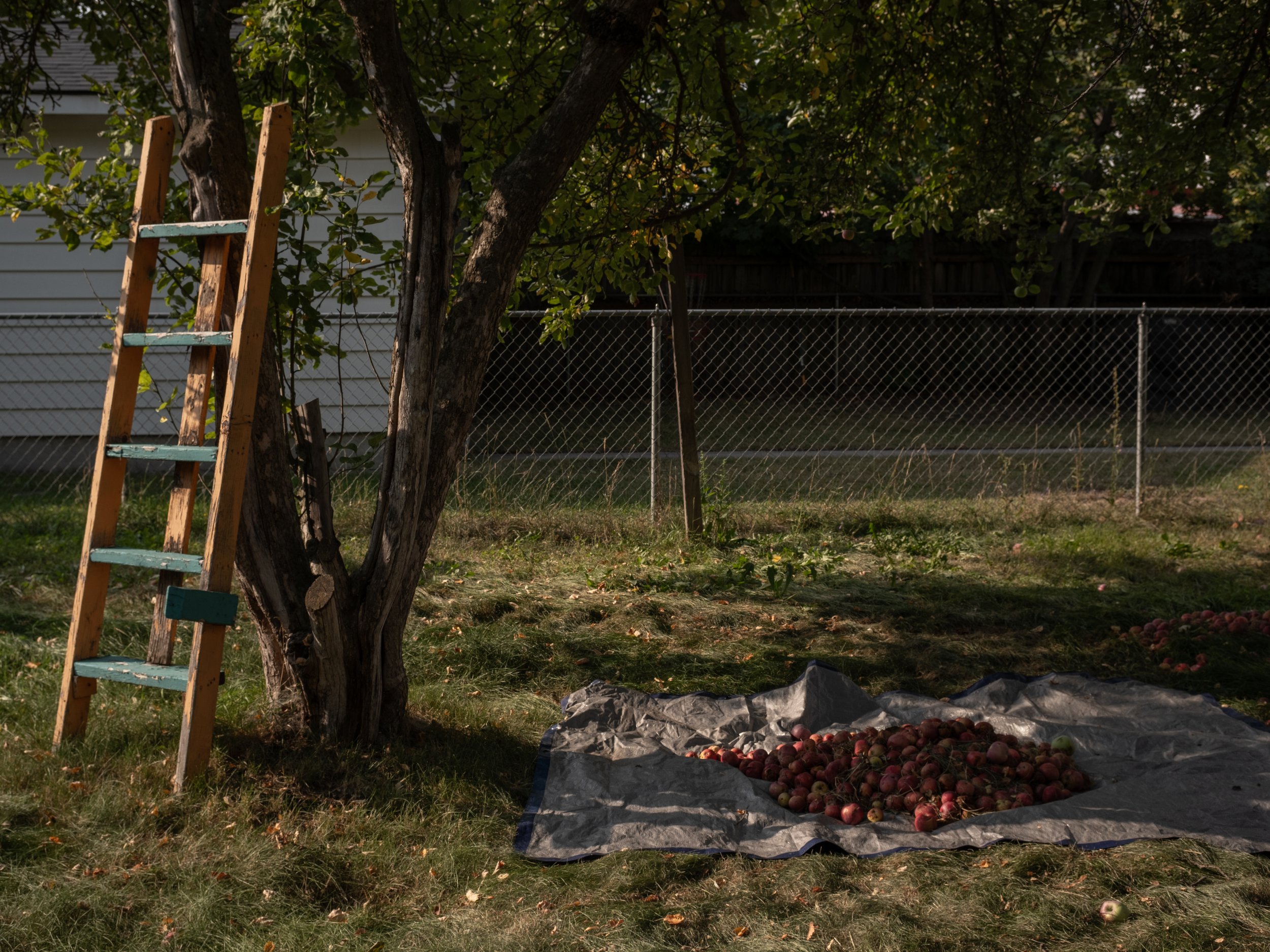 scarfone-picking-apples.jpg