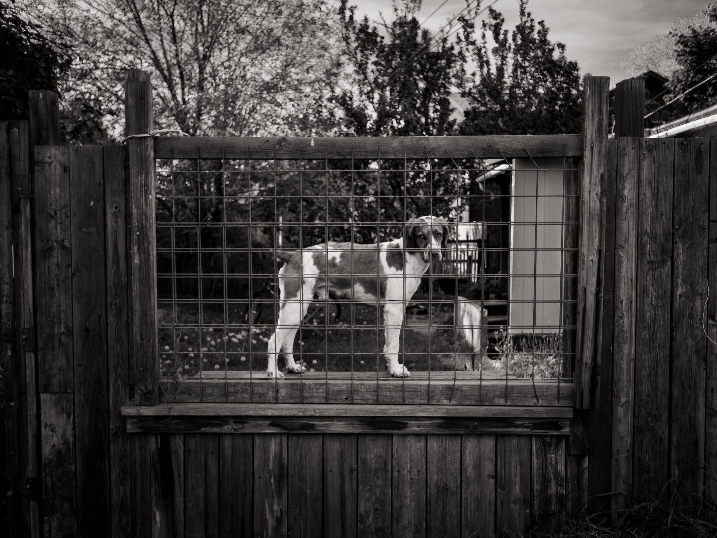 scarfone-lonely-dog.jpg