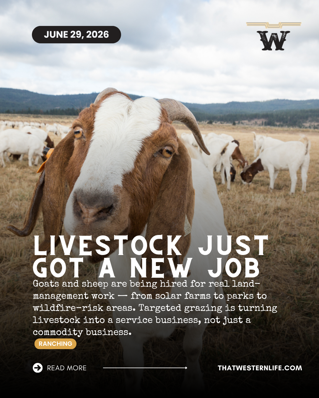 Goats &amp; Sheep Are Becoming a Land Management Business