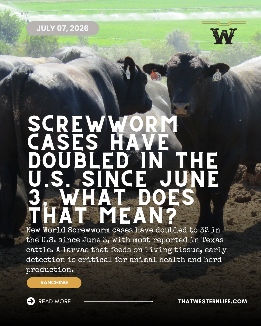 U.S. Screwworm Update: Cases Rise to 32 Since June 3 as Reports Increase Across Texas