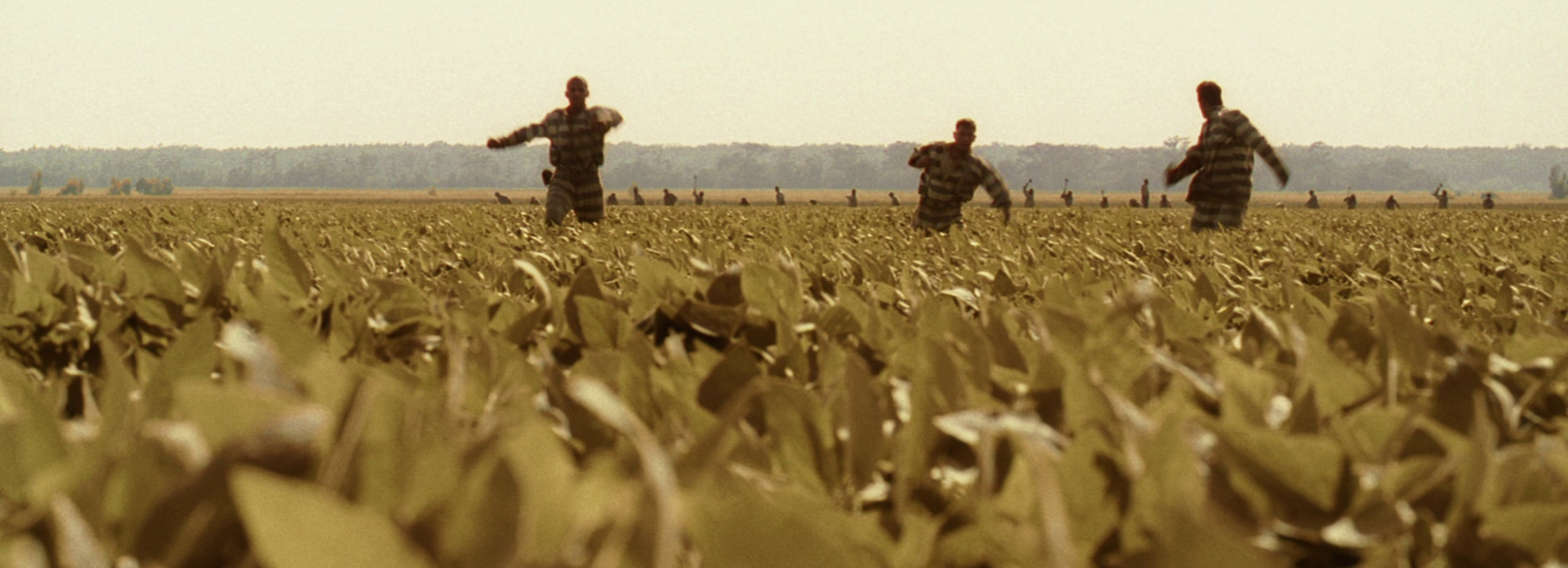 O Brother, Where Art Thou? — Toronto Outdoor Picture Show