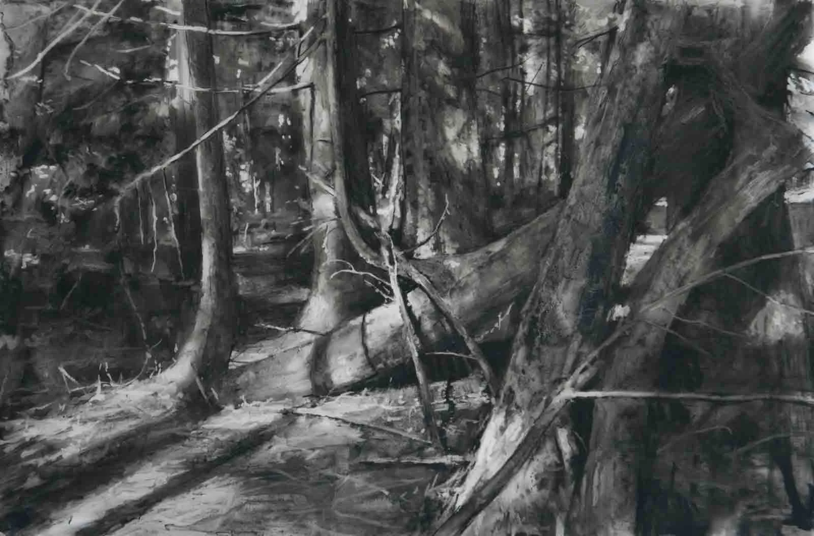 Fallen Trees