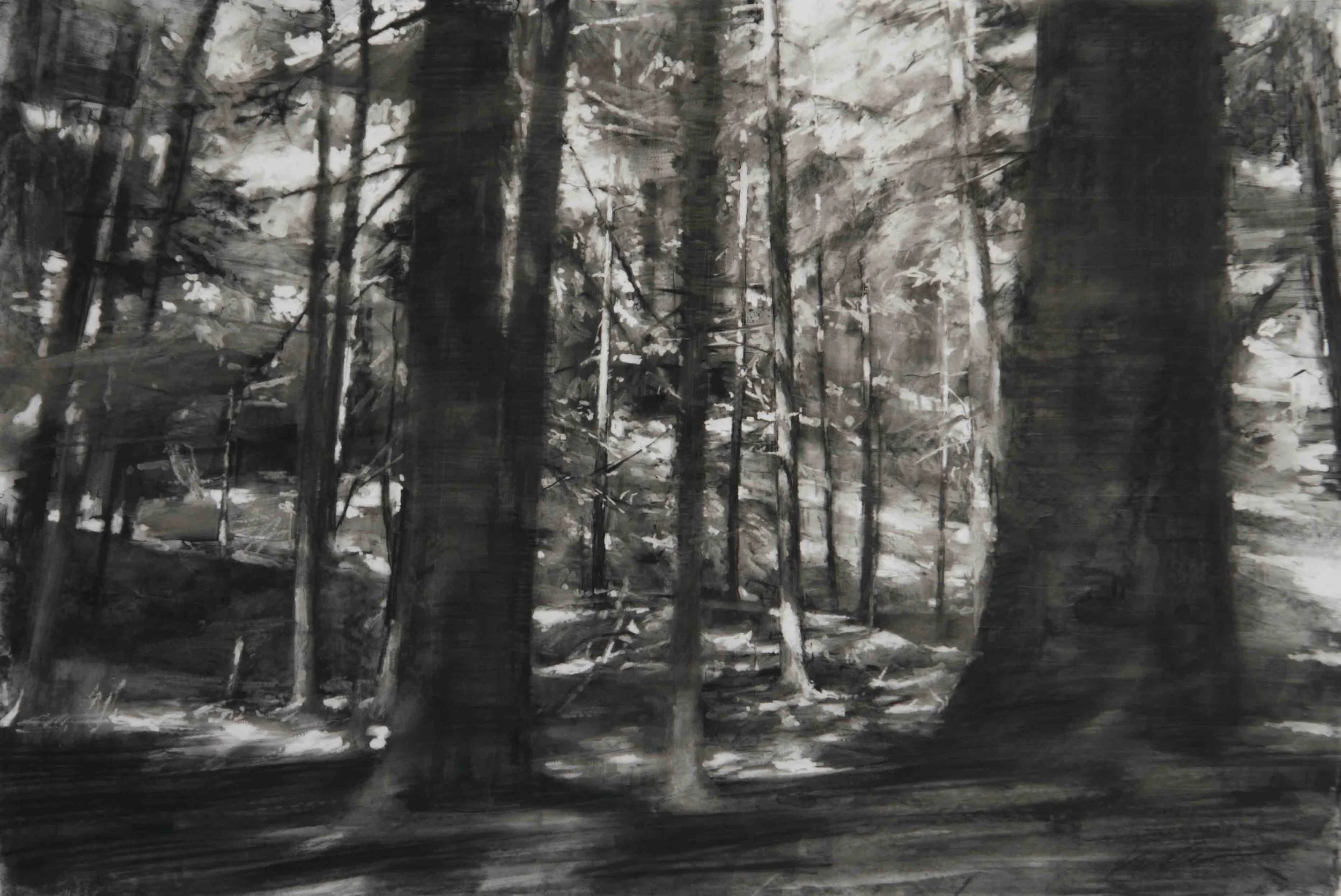 Woods in Motion