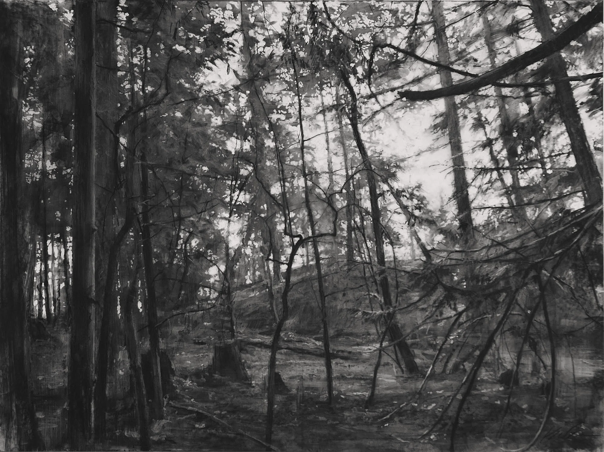 Woods; Lopez Island