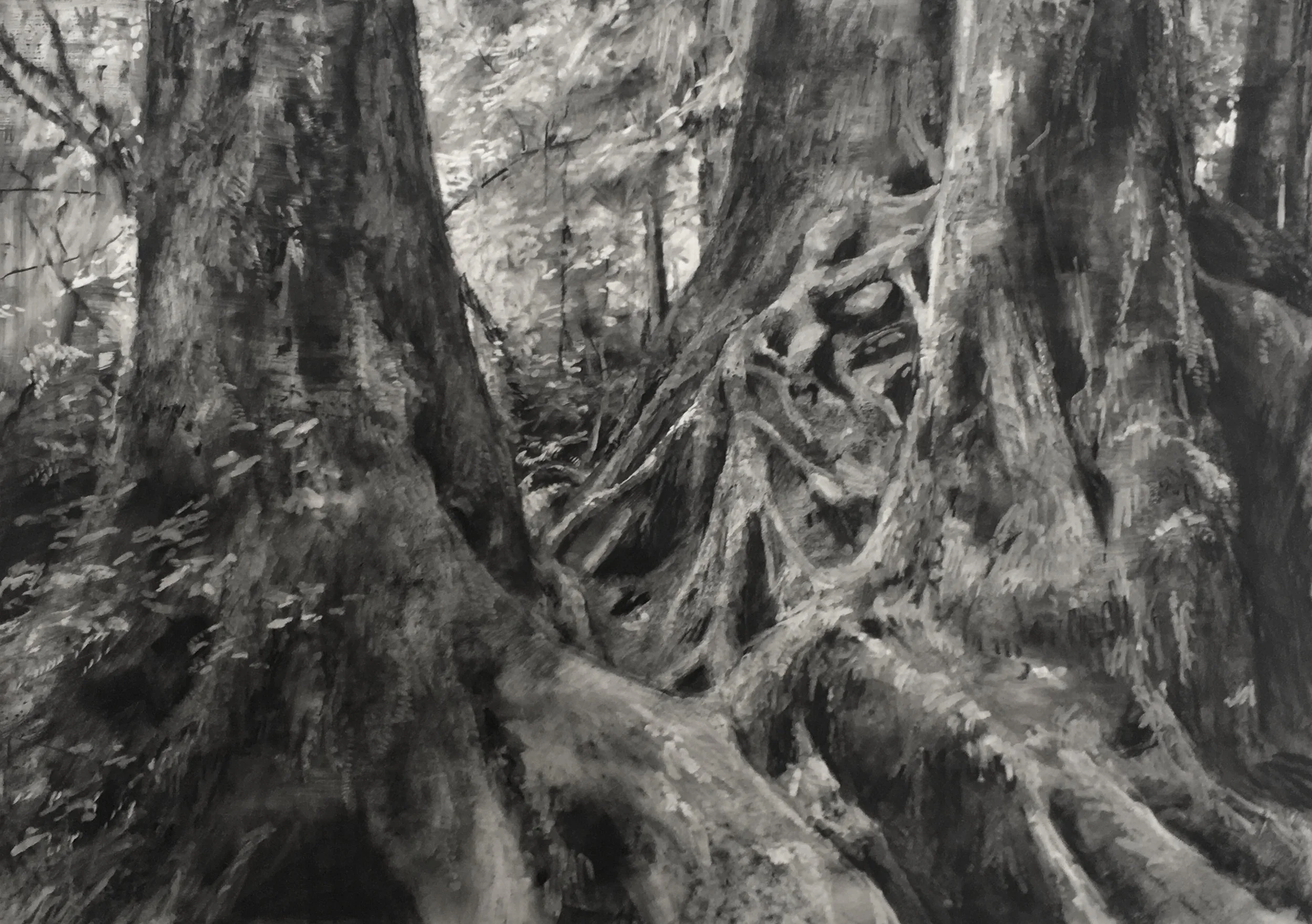 Roots; Hoh Rainforest