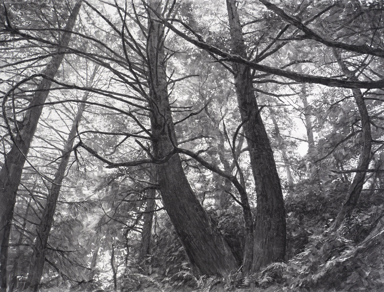 Trees at Beach 4