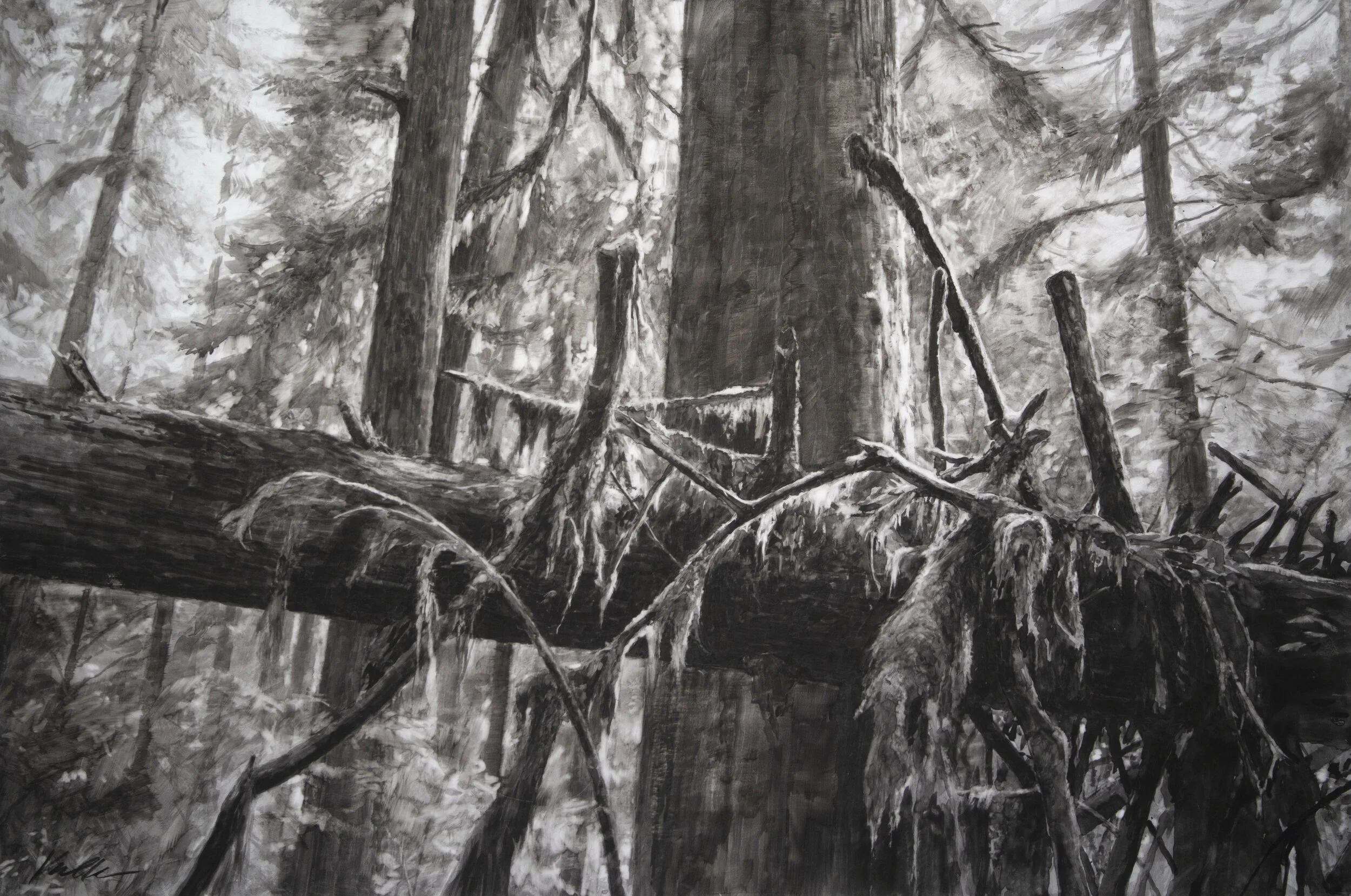 Lake Quinalt Deadfall