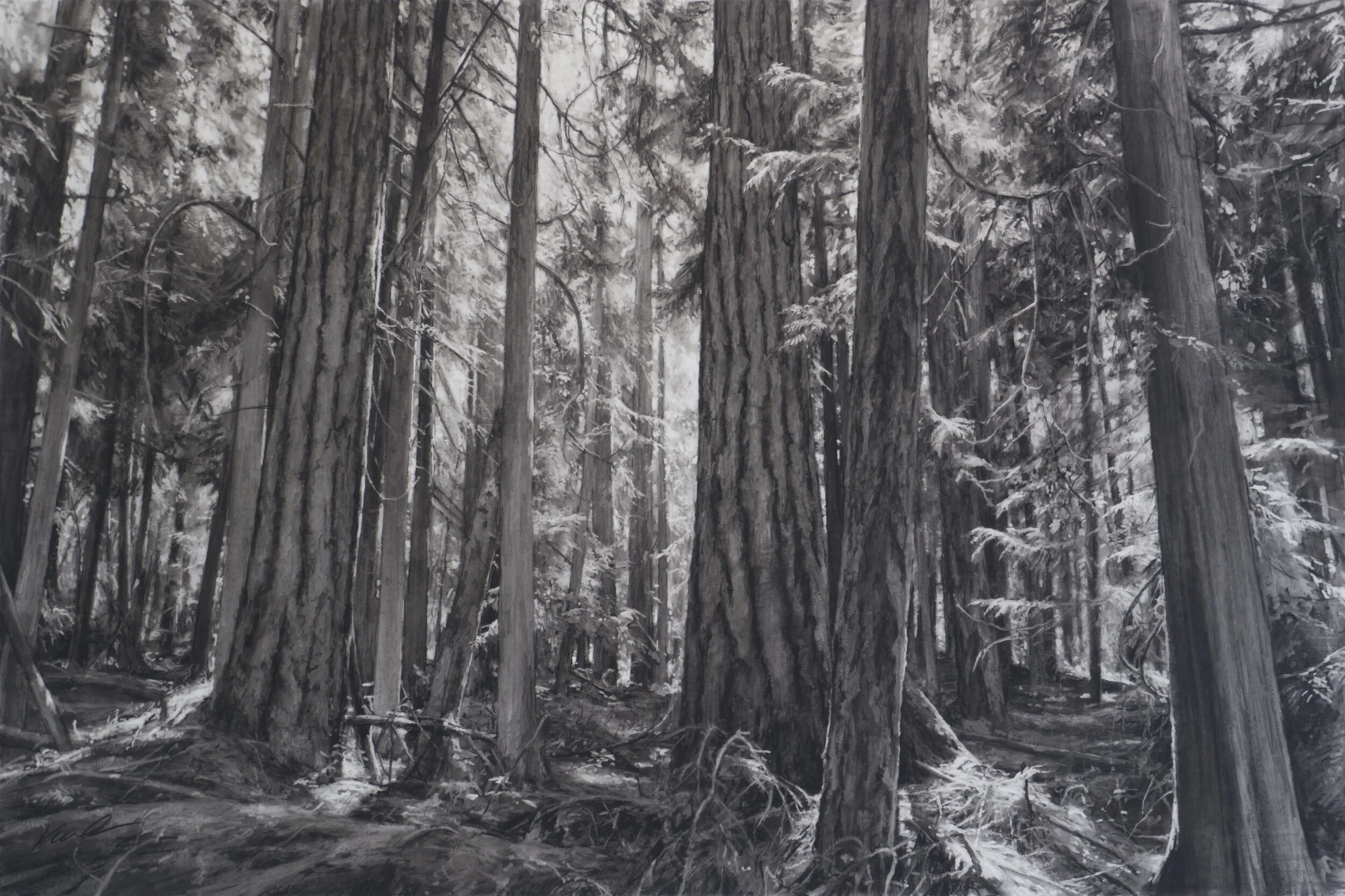 Woods Near Upright Channel