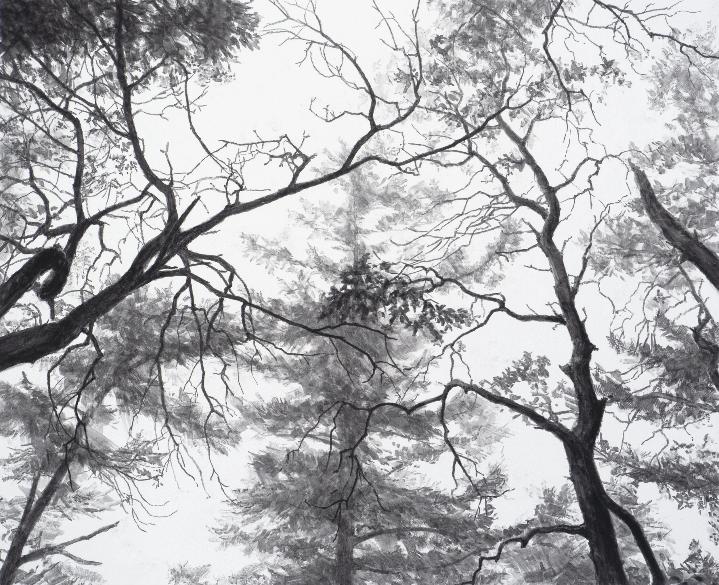 Branches / Humphrey Head