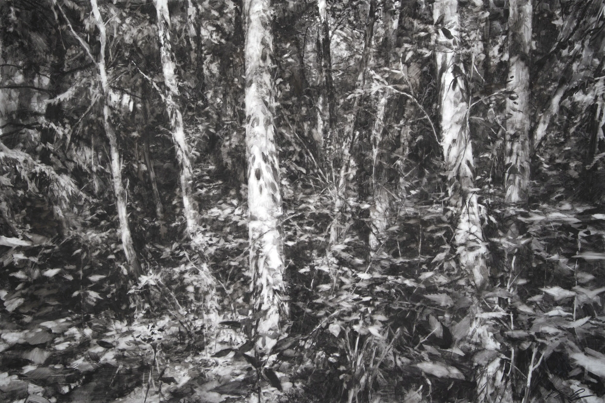Lopez Woods