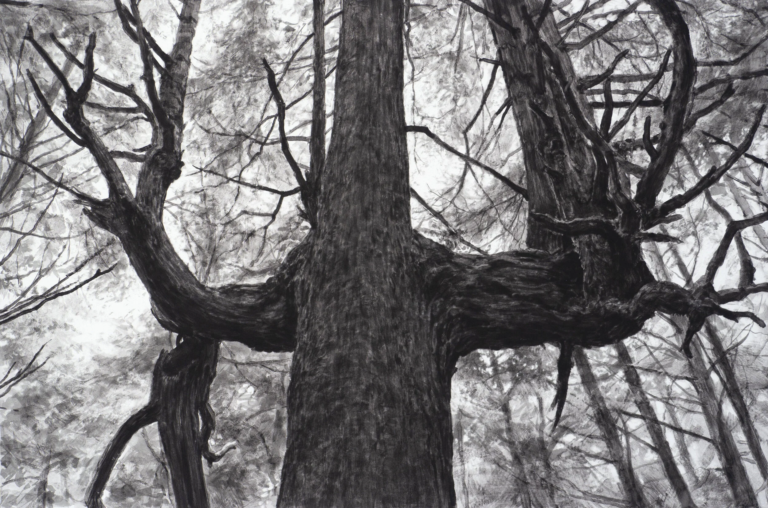 Tree Near Second Beach