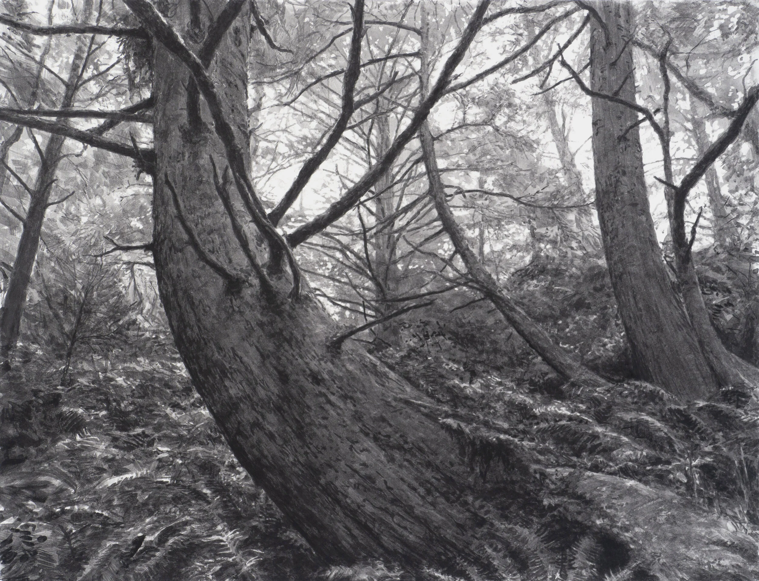 Trees Near Beach Four