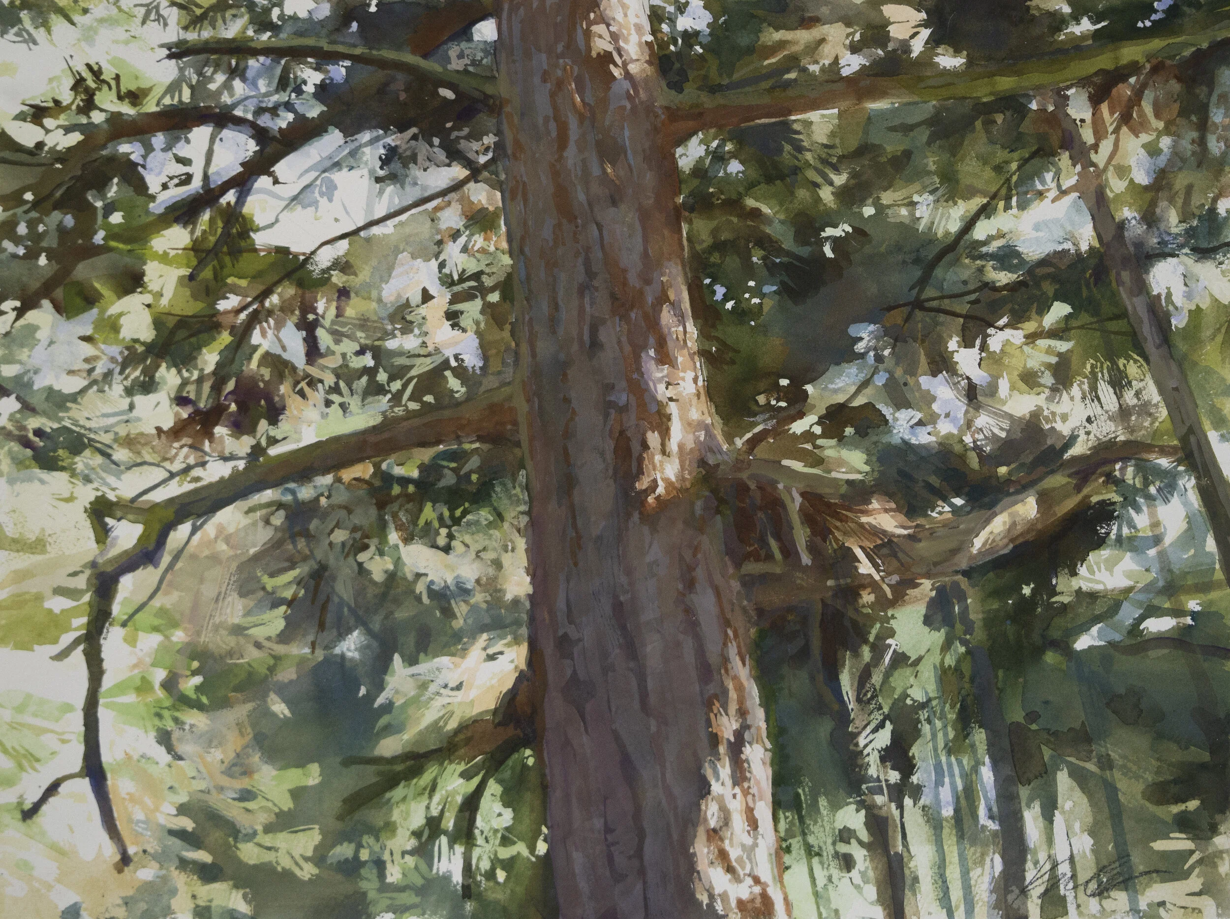 TreeNearIcebergPoint.jpg