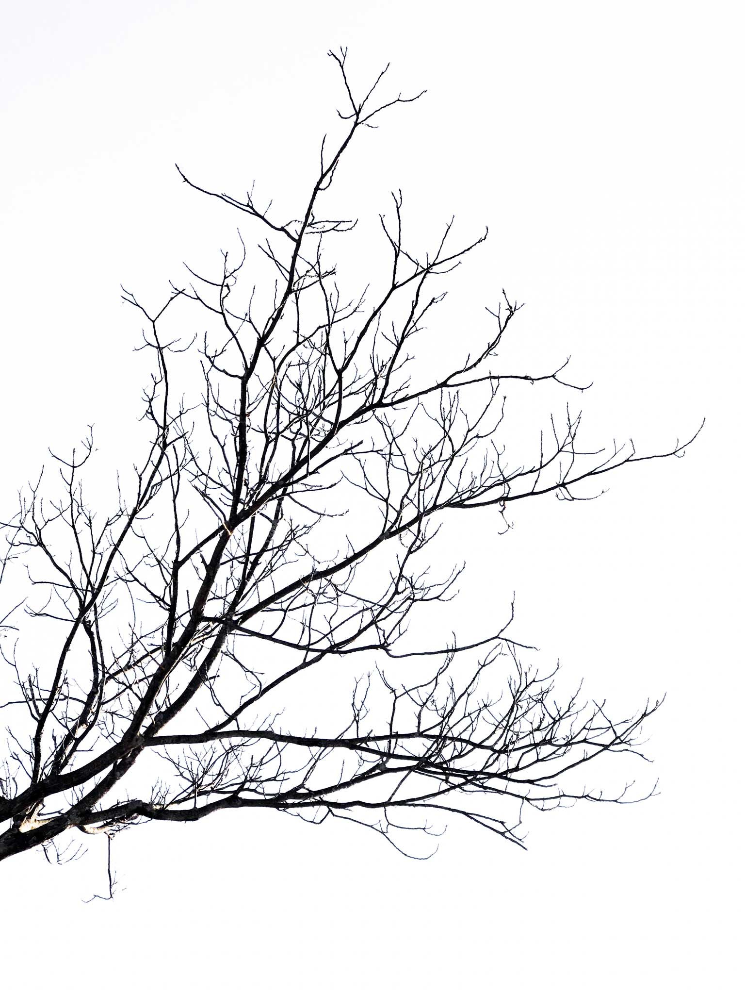 Tree-in-Winter.2_17X22_8477.jpg
