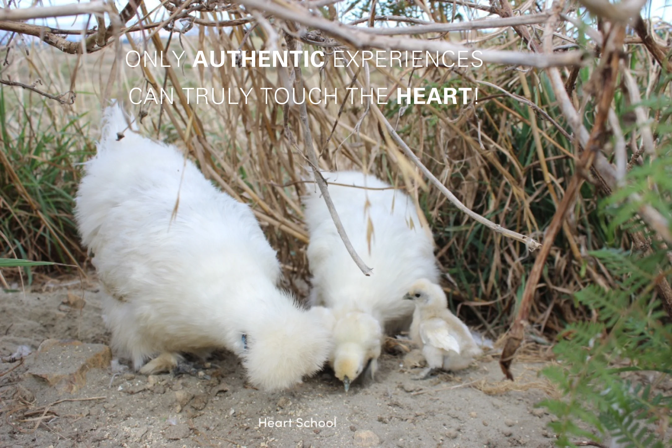 An education of the heart does not come from a reset or restart at the push of a button, it comes from nature! Only authentic experiences can truly touch the heart. Watching a chick hatch on animal planet is entertaining. Watching, seeing, touching, hearing and smelling a chick hatch in real life is pure magic!