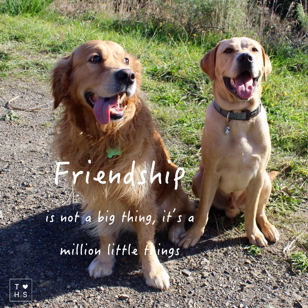 When Koda and Linc met for the first time there was a bit of ruffling going on. The relationship had to be established. It didn't take long though and the two of them headed of to the beach as if they were long lost friends. Dog or human, we all need friends in our lives. Friends who are kind to us, friends who make a difference in our lives through big little things. Kindness is a quality of the heart. Dogs understand this, they live in the moment, they live in the heart. If we honour the spirit of ourselves and of those around us, we act with kindness. Always!