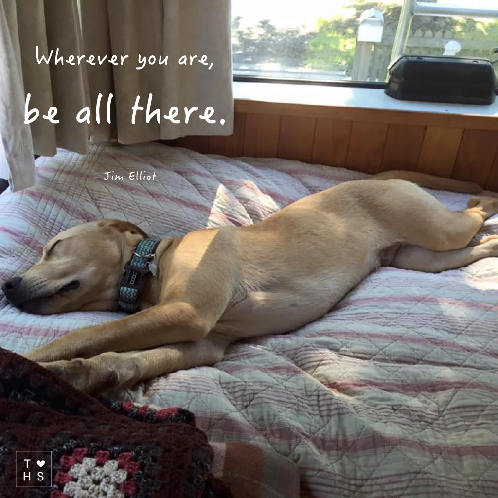 They say it's a dogs life. Here is what Linc did for his Easter. Dogs know how to be in the moment, one hundred percent! They have no agenda, just pure pleasure! They give full attention and are unconditional love on legs. We can learn a lot from Linc. If we pause, observe and allow for the discovery of beautiful moments in our day, be it taking a nap, daydreaming under the clouds or having a laugh with friends, we will be able to appreciate the everyday magic in our day. Teaching is a heartfelt calling. Do what Linc does from time to time, it will nurture your body, heart and soul!