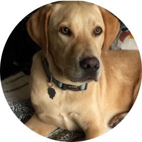 Lincoln - The Heart School