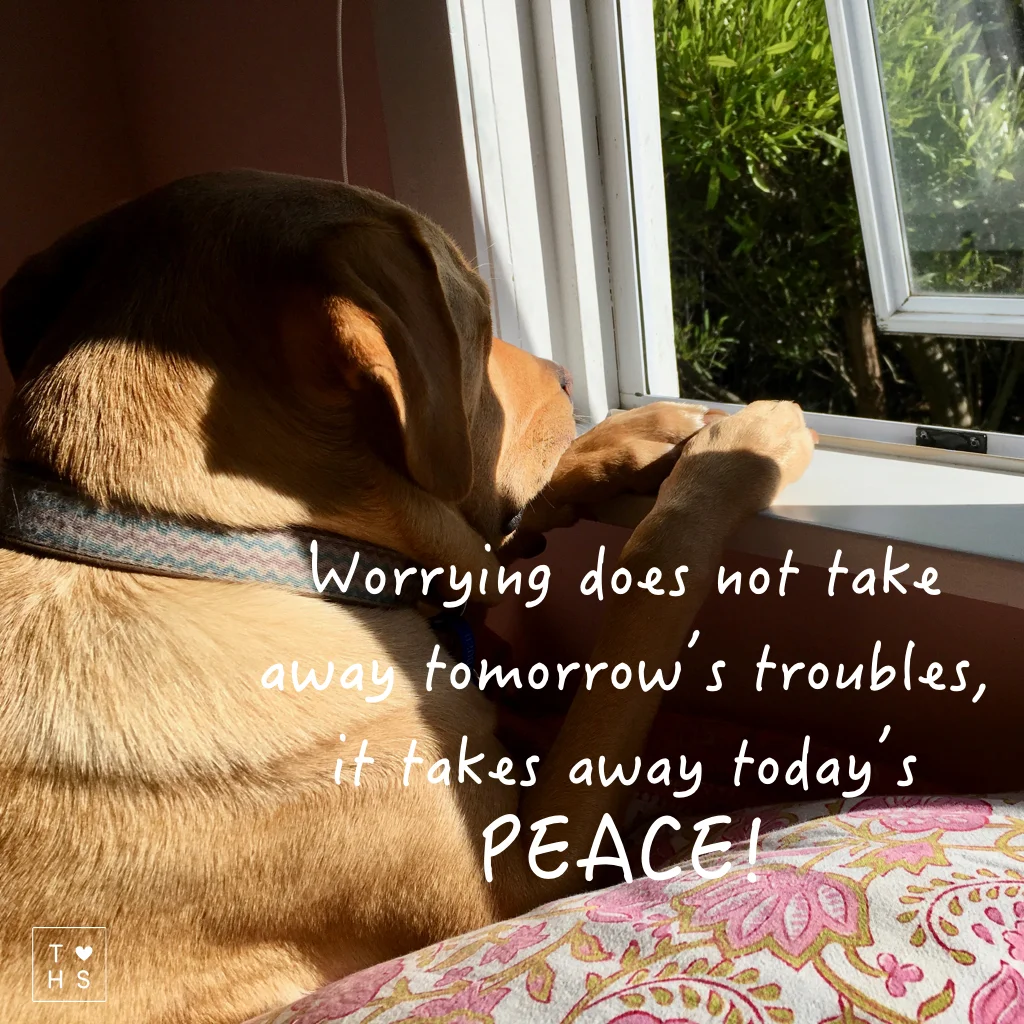 We all worry at times. It’s a trigger to solve problems or take action. But worrying can become its own problem when it becomes irrational, turns into doom thinking, focusses on questions without answers, or things we can’t control. This is when worry turns doubts, fears and concerns into paralyses. Look at Linc. He is watching his human out there whilst he is inside. That may seem like a worry, because he so wants to be with her. At the same time he is very much at peace. He accepts, he surrenders, he does not judge, he does not worry. He is simplistic in his needs, he gives and receives love and he is content. He is happy with what is, this present moment. What can we do to prevent worrying robbing us from any peace we have? 