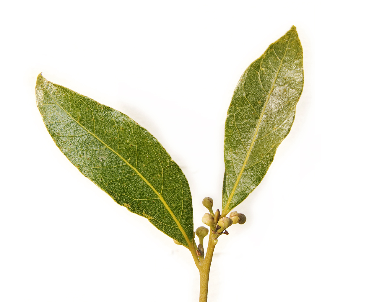 Laurels Abound