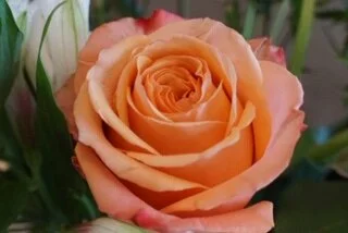 Breaking into Blossom