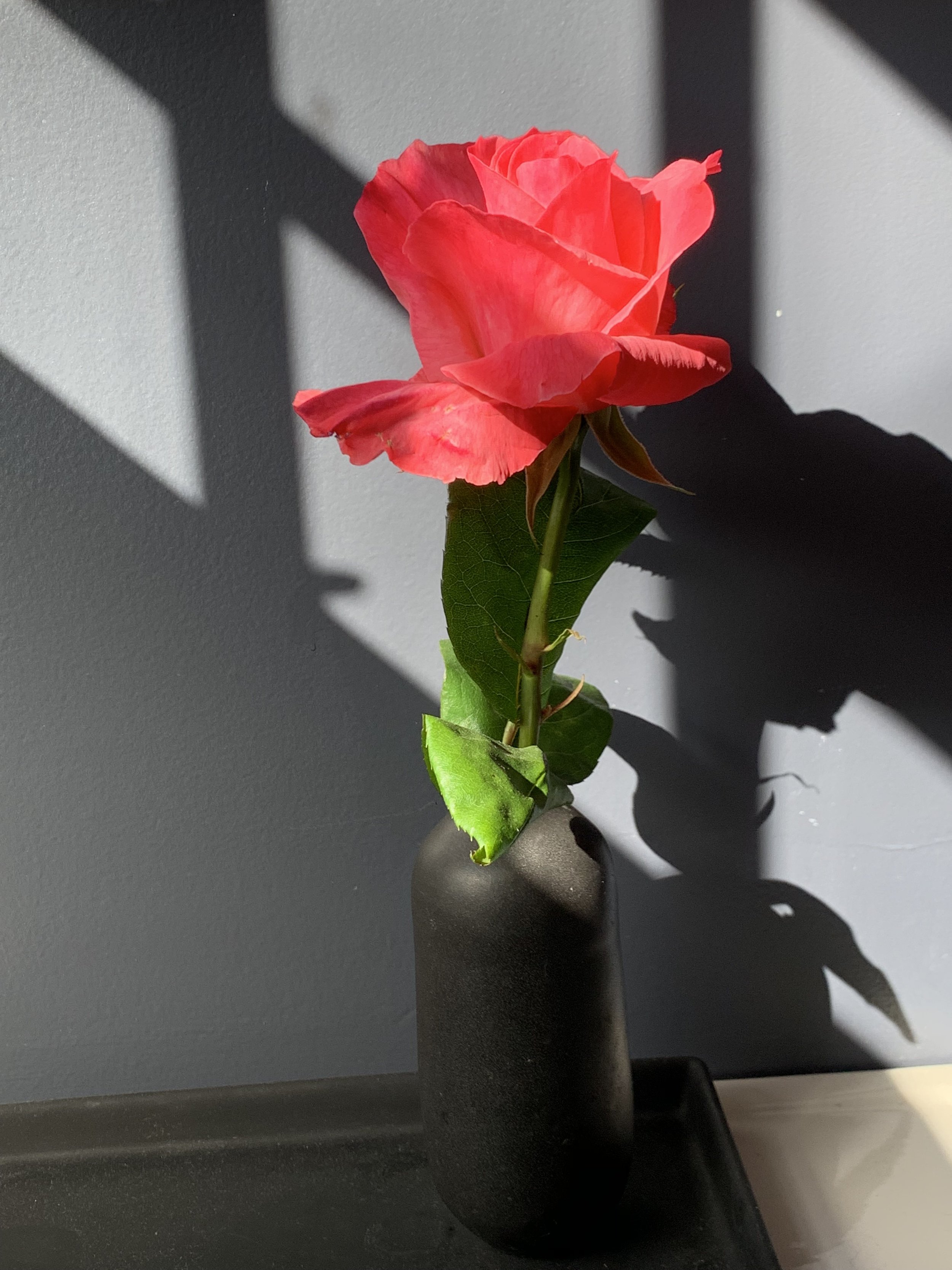 IMG_0113.jpeg