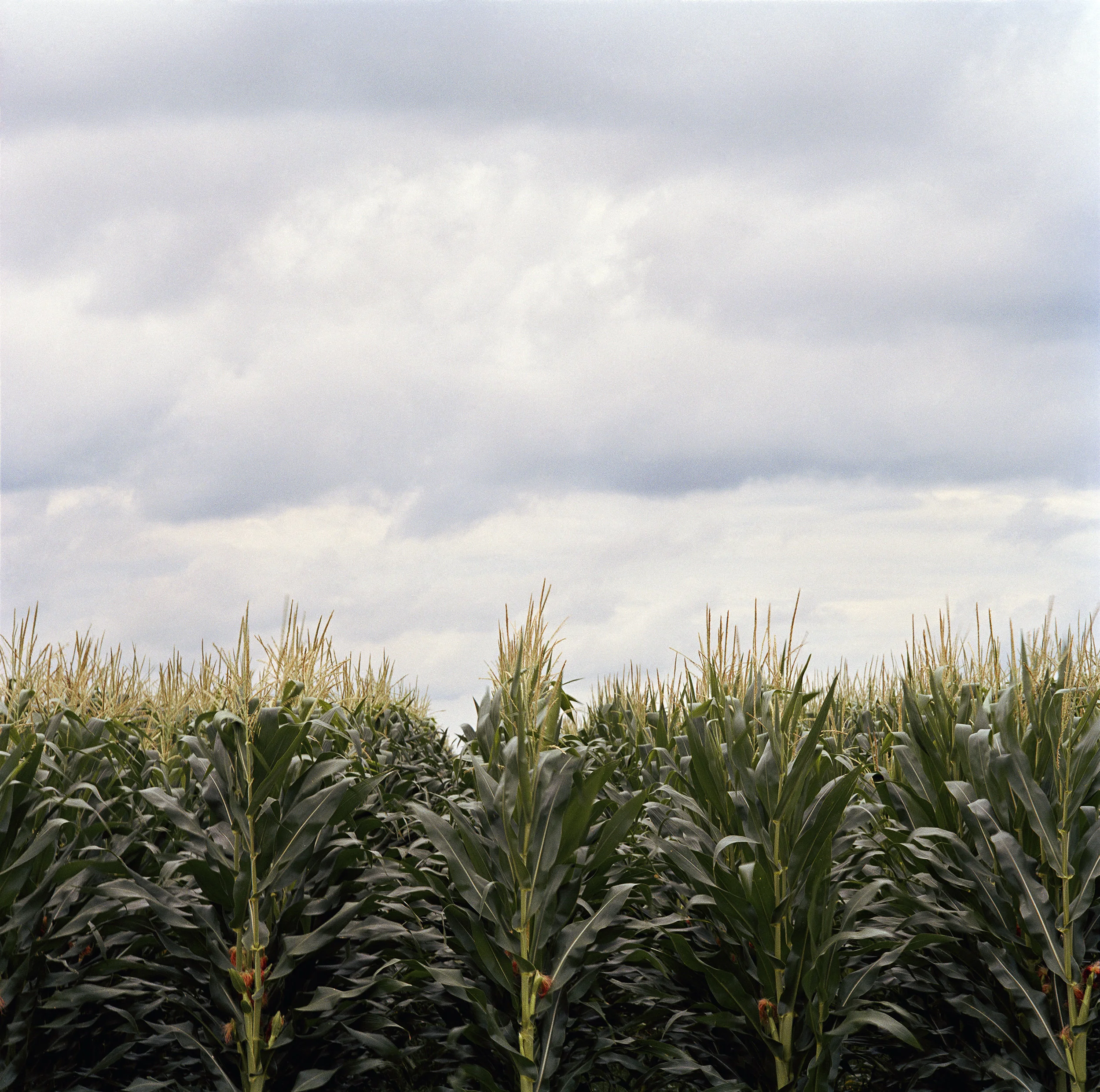 ss.corn.jpg