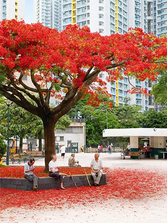 yearbook.gov.hk