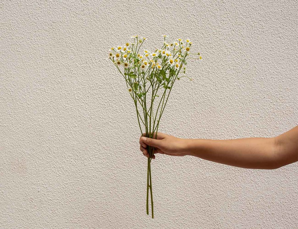 Chamomile The Floristry Wild Inspired Living Hong Kong Florist Flower Delivery Hong Kong