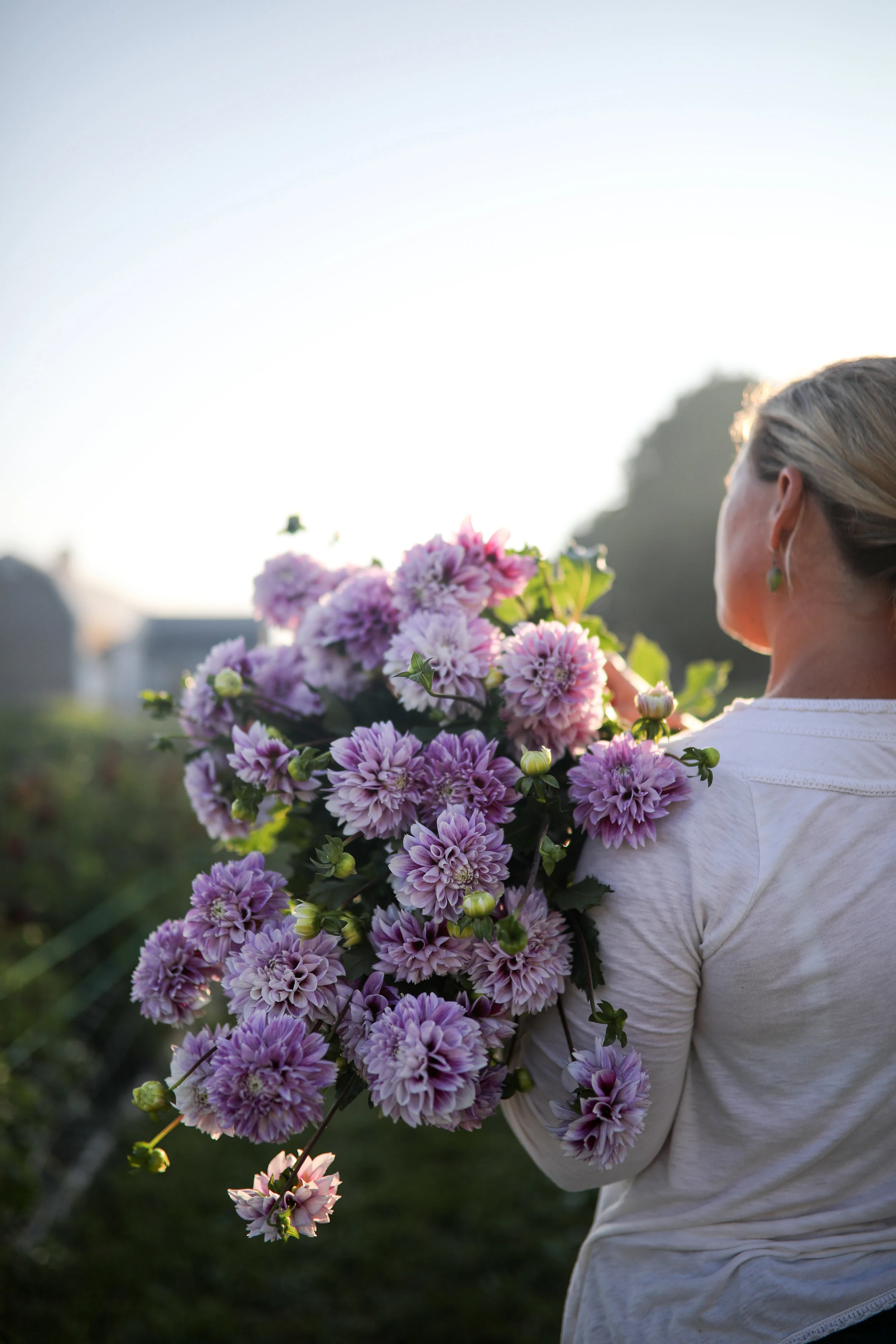 Dahlia Sunrise (10 of 27).jpg