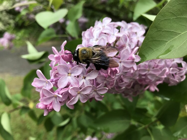 Nanson Serrianne | Bee-ing 