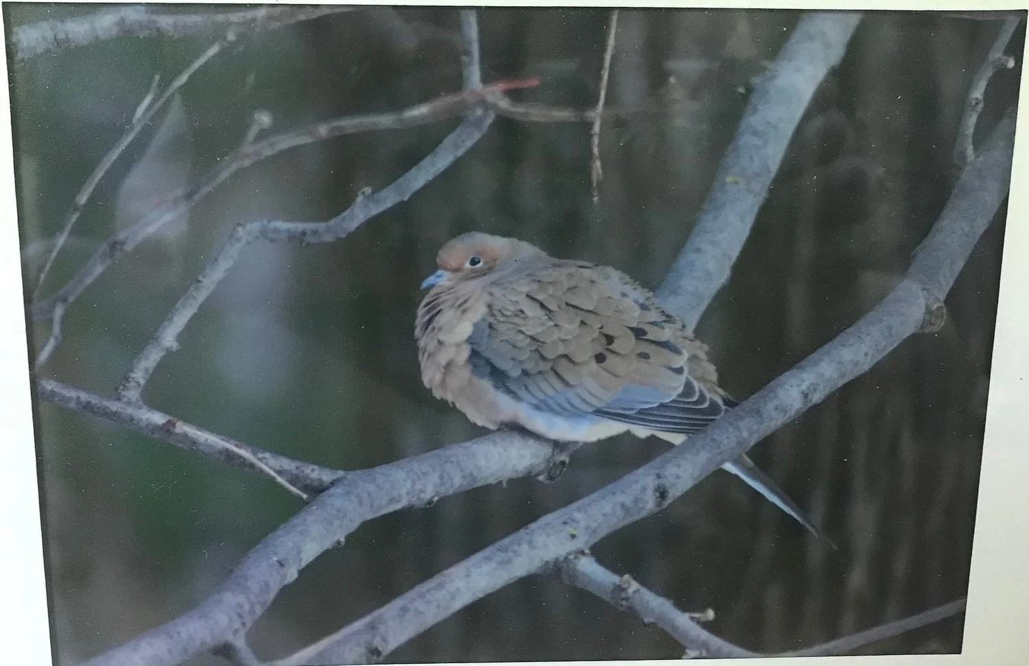 Nanson Serriane | "Dove in Tree"