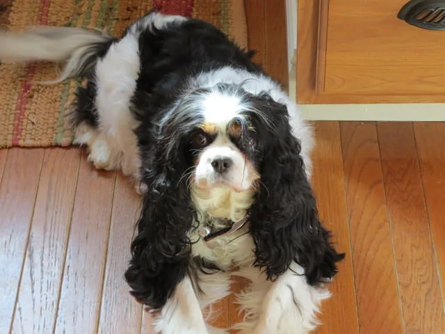 Agatha our doggie CEO