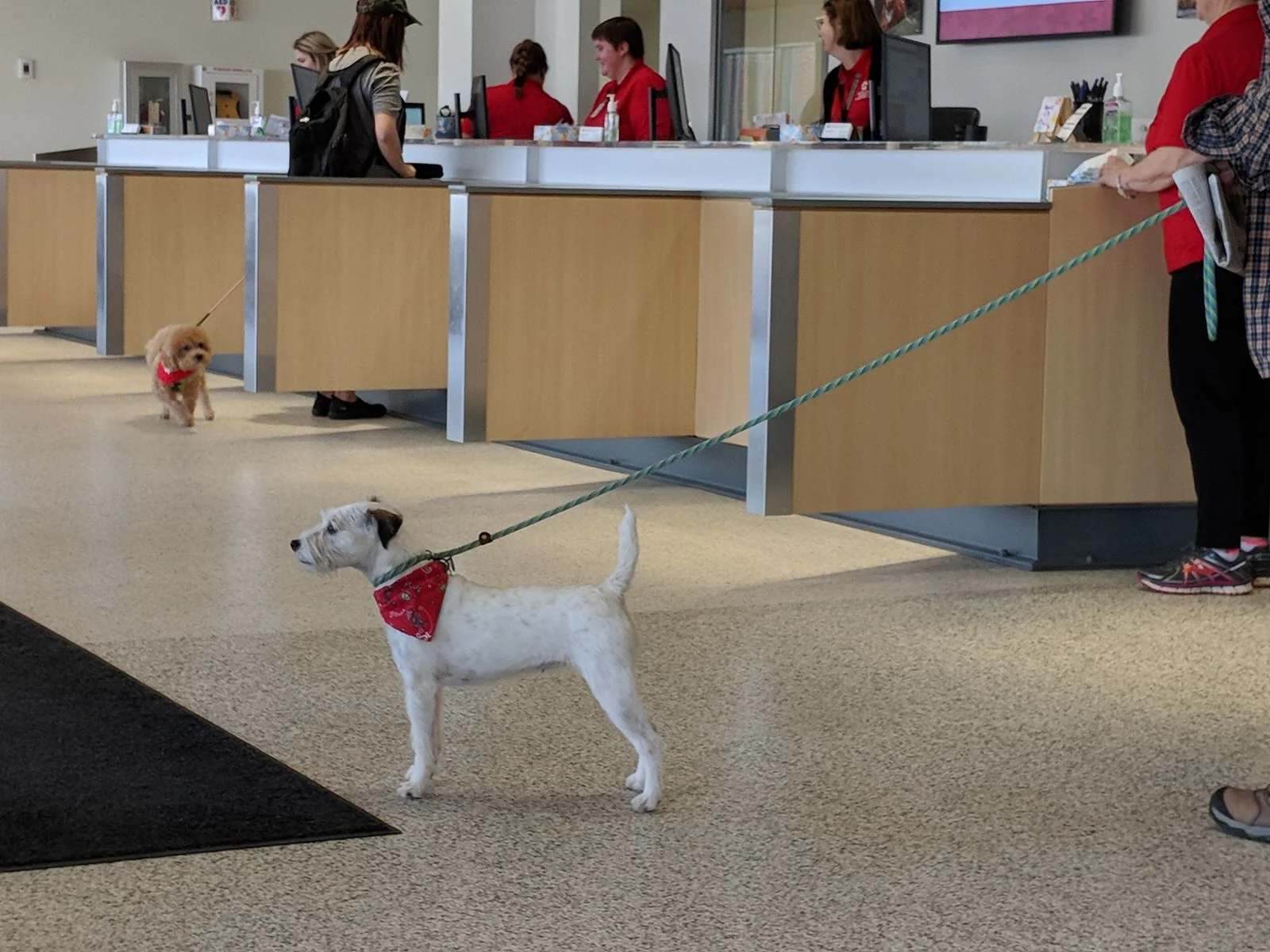 Dogs-at-animal-hospital.jpg