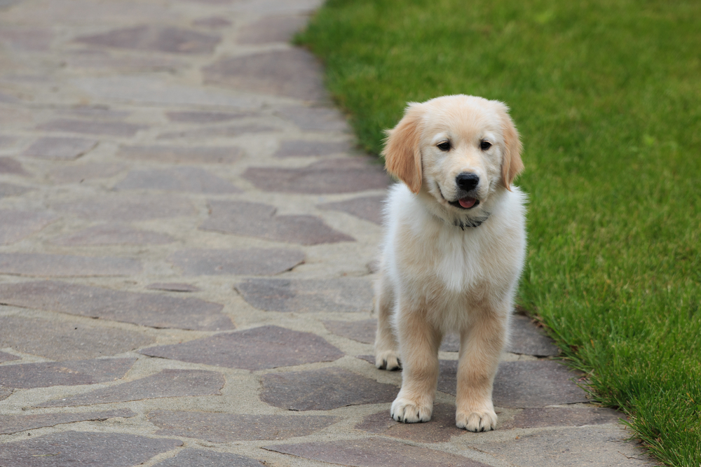 Could probiotics help Golden Retrievers live longer by helping build a stronger immune system?
