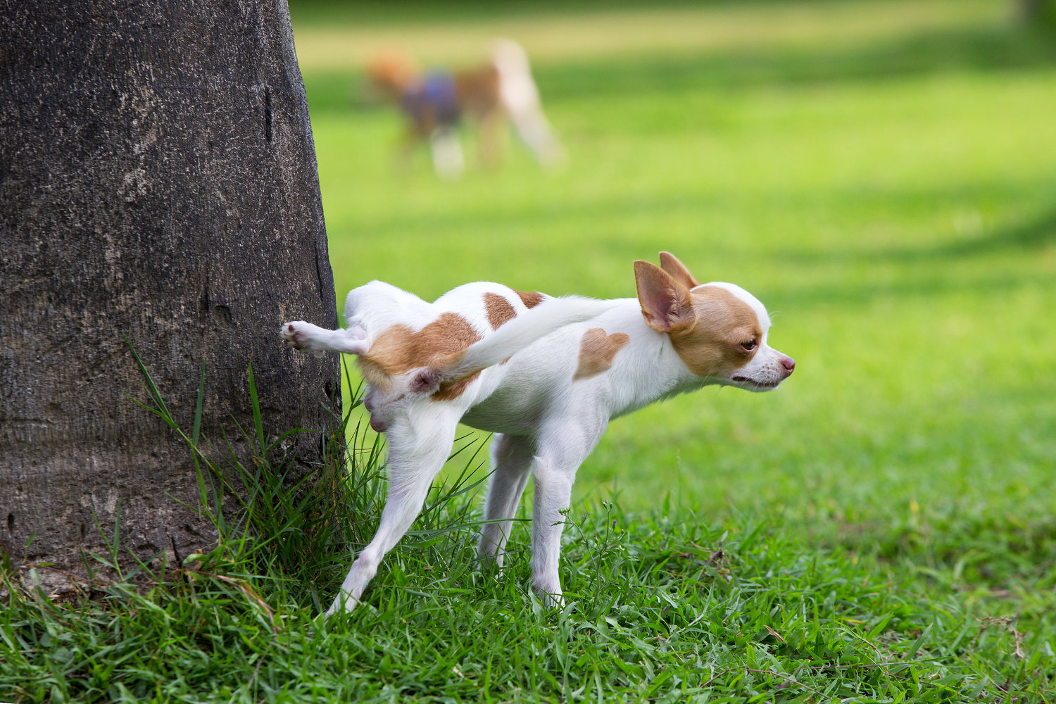 Unneutered pets can cause all sorts of headaches for their owners, the key is neutering at the right age.