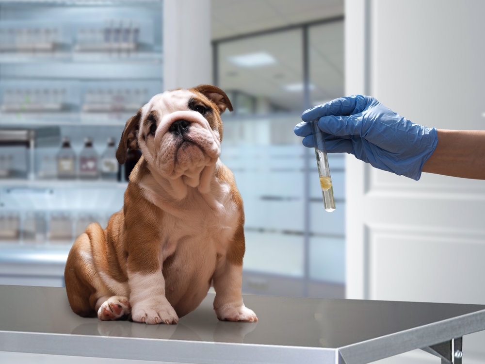 Puppies need the protection of vaccinations, but how many are too many?