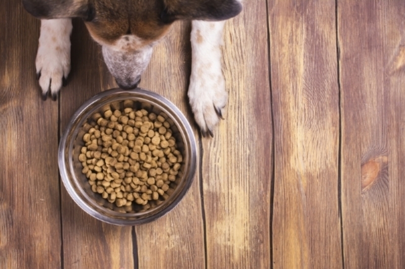 Dog+food+mistakes+owners+make.jpeg