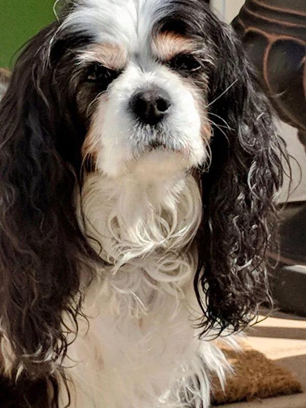 Sweet Agatha just turned 12 on May 1st 2019! She is AMAZING!!!